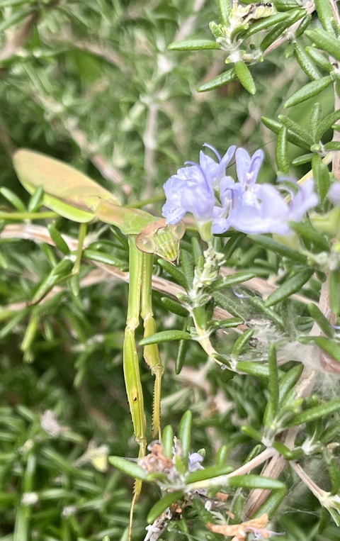 オオカマキリの卵