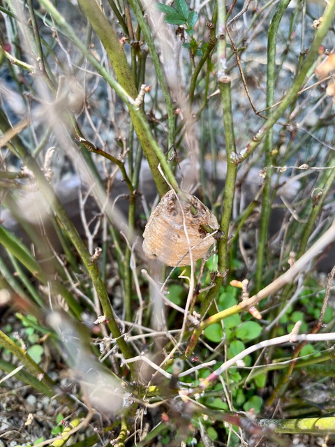 オオカマキリの卵