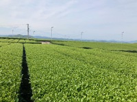 夏も近づく八十八夜 石けん教室 お茶石けん作り 2025/05/01 10:33:37
