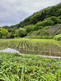 水田の涼 2023/06/27 17:58:29