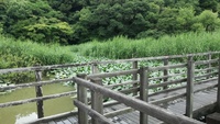 小雨の中の佐鳴湖さんぽ