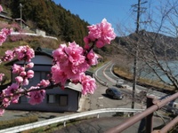 道の駅花桃の里