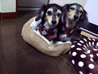 メリークリスマス 2023/12/26 03:10:28