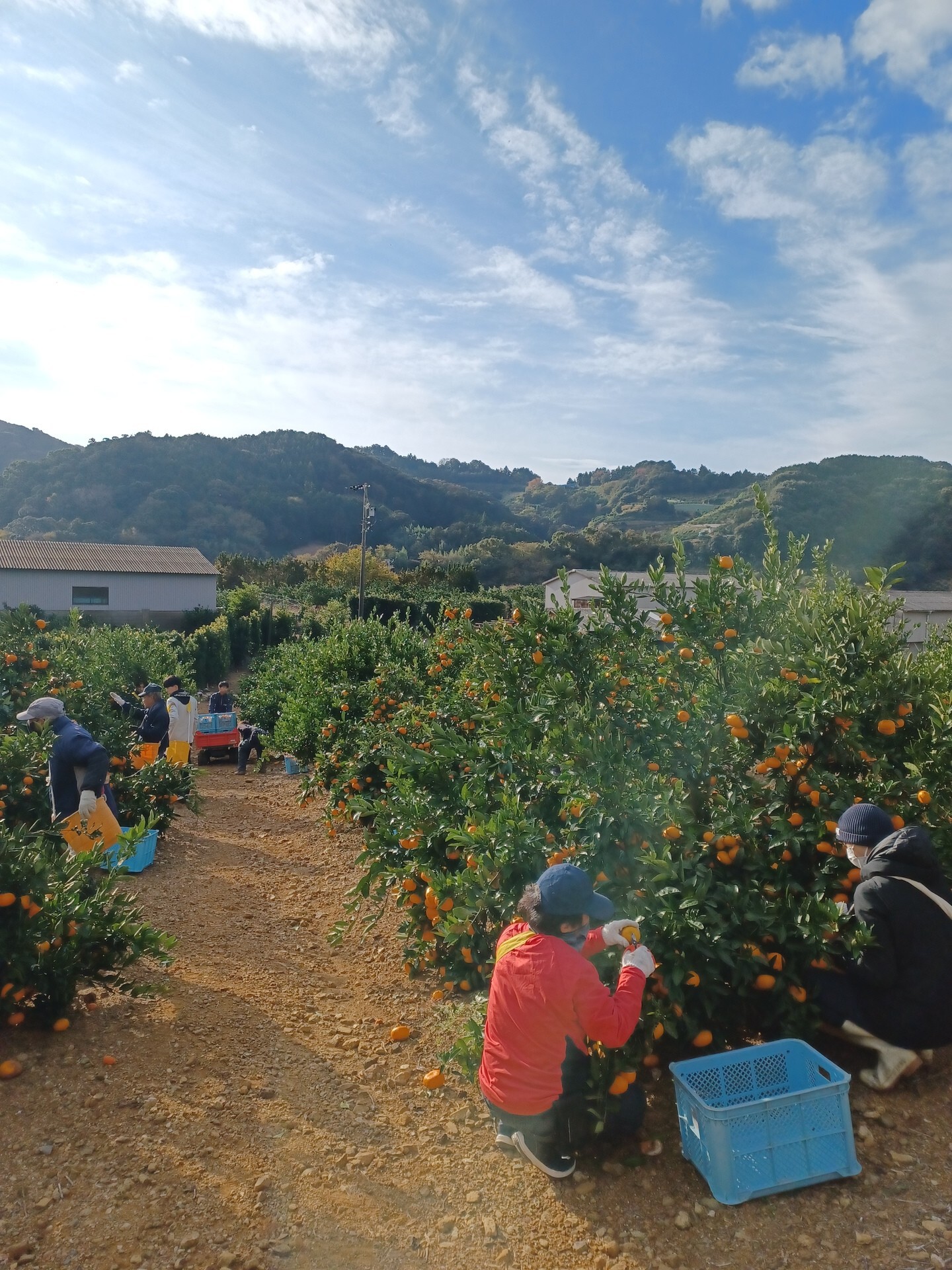 青島みかん