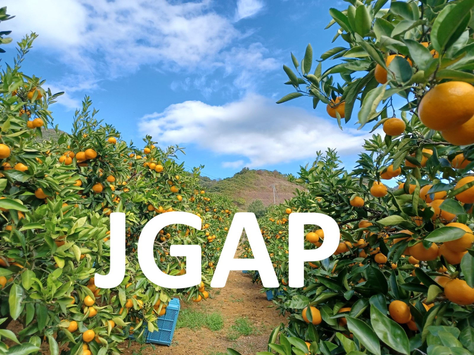 JGPA認証