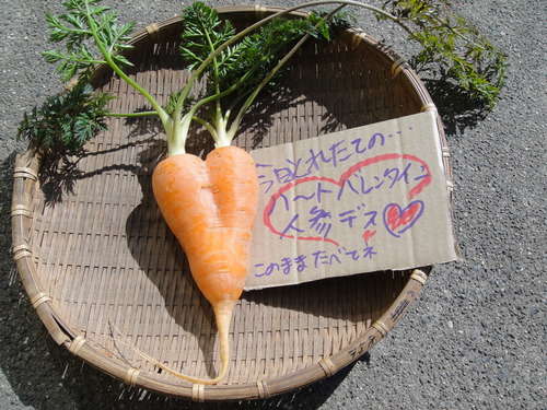 畑からバレンタインデーの贈り物