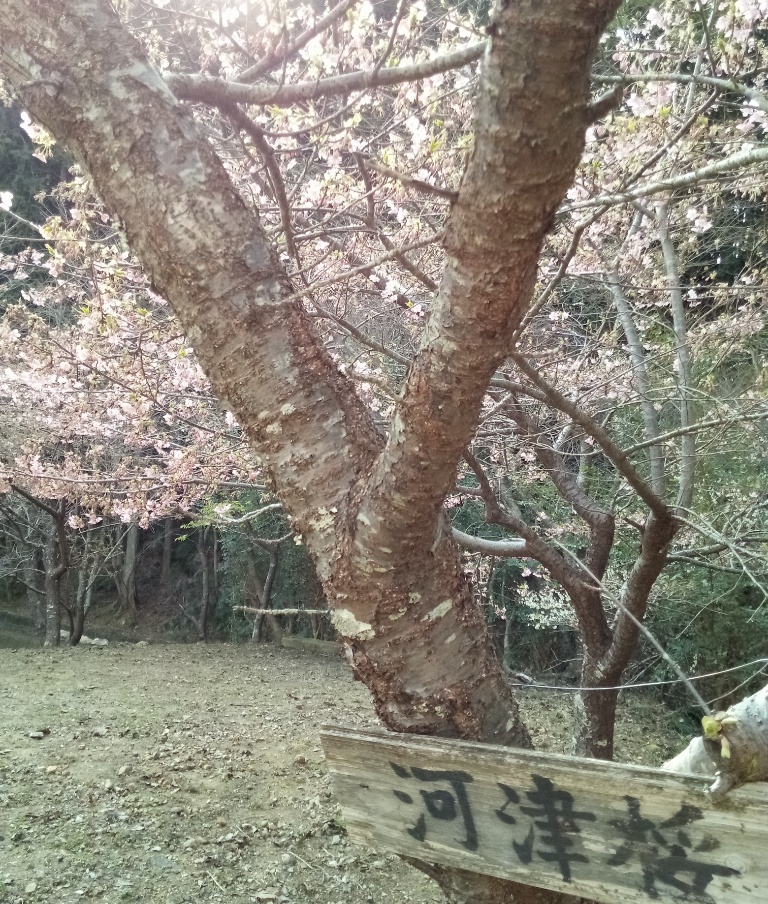 長楽寺の河津桜