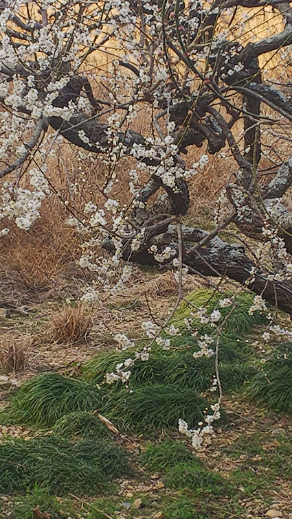 長楽寺　梅のトンネル