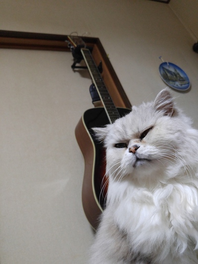ビビり猫ヨーダ