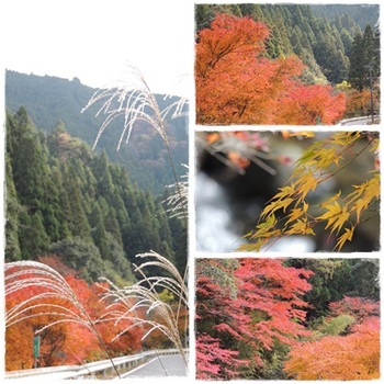 紅葉を見て来ました。