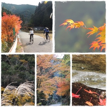 紅葉を見て来ました。