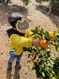 みかん狩り