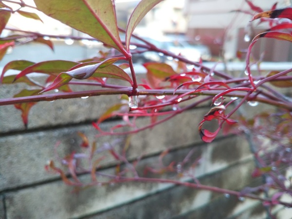雨上がり・・・