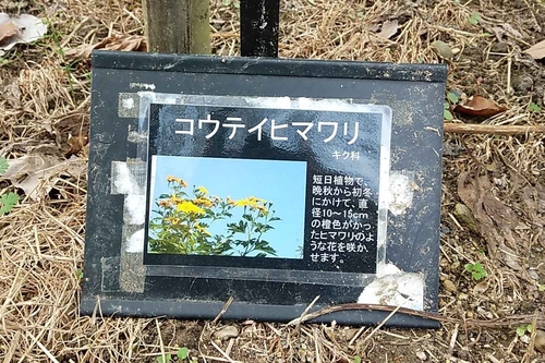 コウテイ ヒマワリ