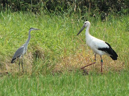 コウノトリは貴重なのよ。