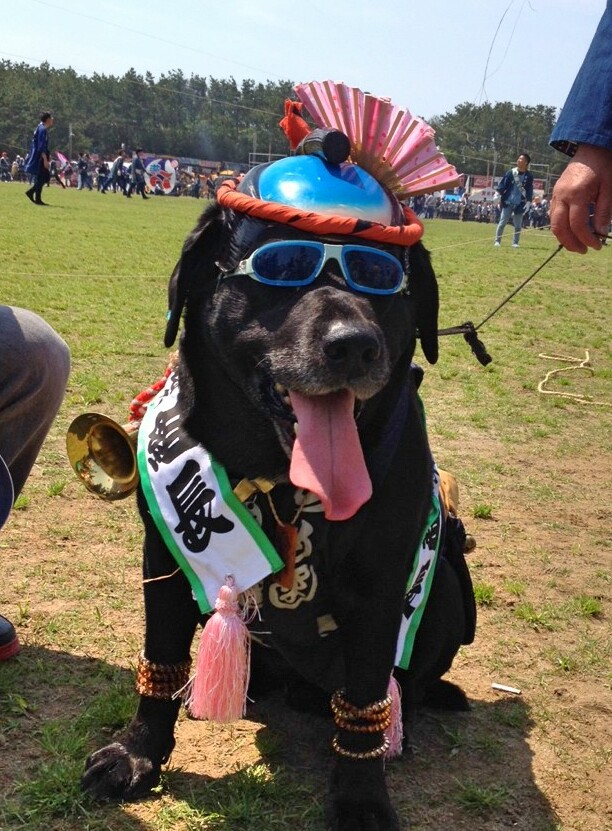 浜松祭り　三代目祭り犬ポルシェくん！