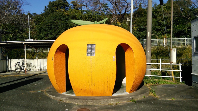 北区三ヶ日町、美味しい早生みかん、只今収穫中！