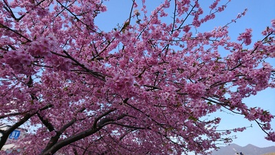 美和桜