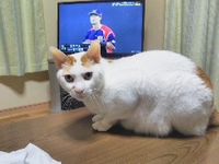 ミュウ 2017/11/30 23:51:28