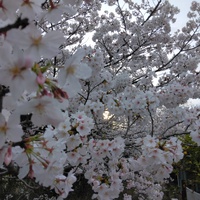 夕暮れの桜 2024/04/04 17:40:23
