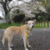 桜と愛犬 2024/04/06 19:10:04