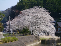 いだいら観音の里で「満開の桜～春の舞～」 2024/04/05 07:02:36