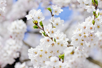 桜の開花 2025/03/27 01:31:21