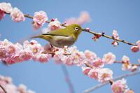 春分の日　 2025/03/20 01:38:49