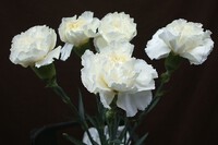 母の日 2025/05/11 00:25:33