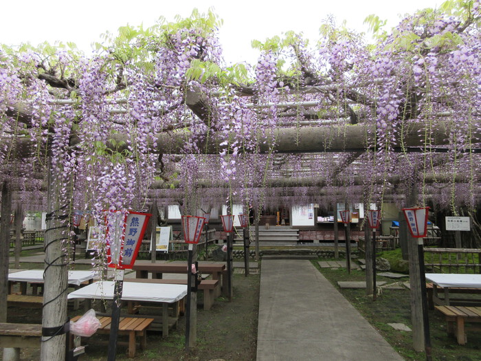２０２４年（令和６年）　『池田・熊野の長藤』の開花情報をお知らせします！