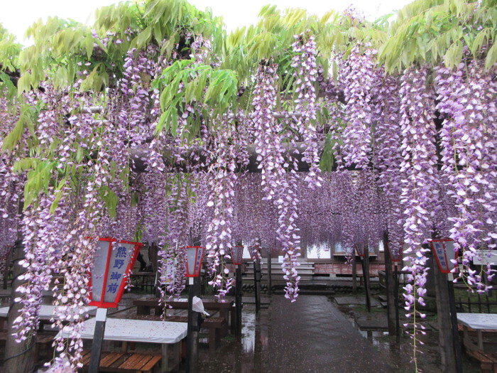 ２０２４年（令和６年）　『池田・熊野の長藤』の開花情報をお知らせします！