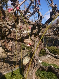 しだれ梅開花状況 2022/02/22 09:56:05