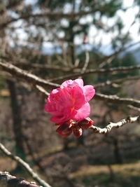明けましておめでとうございます 2022/01/02 10:14:36