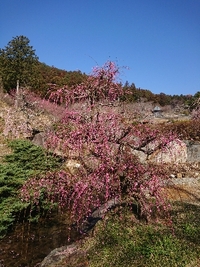 しだれ梅の開花状況 2021/03/10 09:18:01