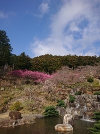 しだれ梅の開花状況 2021/03/18 09:25:19
