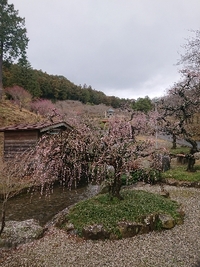 しだれ梅の開花状況 2021/03/13 09:39:21