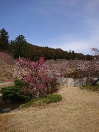 しだれ梅の開花状況 2022/03/17 09:44:08