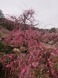 しだれ梅の開花状況 2021/03/07 09:17:44