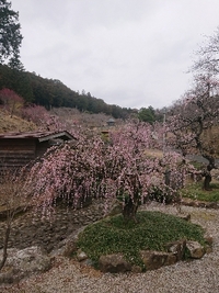 しだれ梅の開花状況 2021/03/12 09:27:54