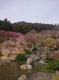 しだれ梅の開花状況 2022/03/21 10:42:39