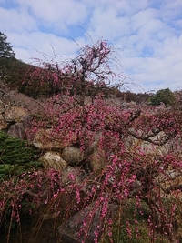 しだれ梅の開花状況 2021/03/01 09:18:11