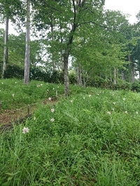 アジサイとささゆり 2021/06/14 13:43:31