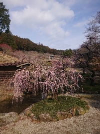 しだれ梅の開花状況 2021/03/09 09:30:44