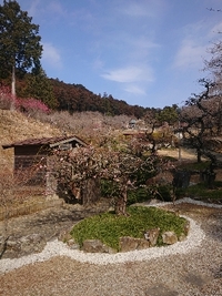 しだれ梅の開花状況 2022/03/10 09:24:44