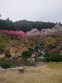 ソメイヨシノの開花状況 2022/03/29 09:12:27