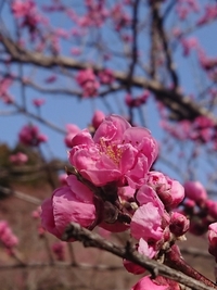 しだれ梅の開花状況 2022/03/25 09:05:29