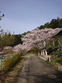 さくら満開 2021/03/30 09:18:06