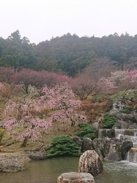 しだれ梅の開花状況 2021/03/08 09:43:00
