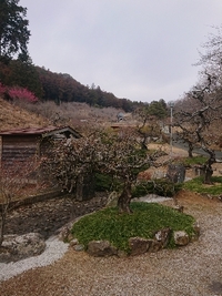 しだれ梅開花状況 2022/02/27 09:12:21