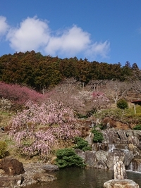 しだれ梅の開花状況 2021/03/11 09:50:36